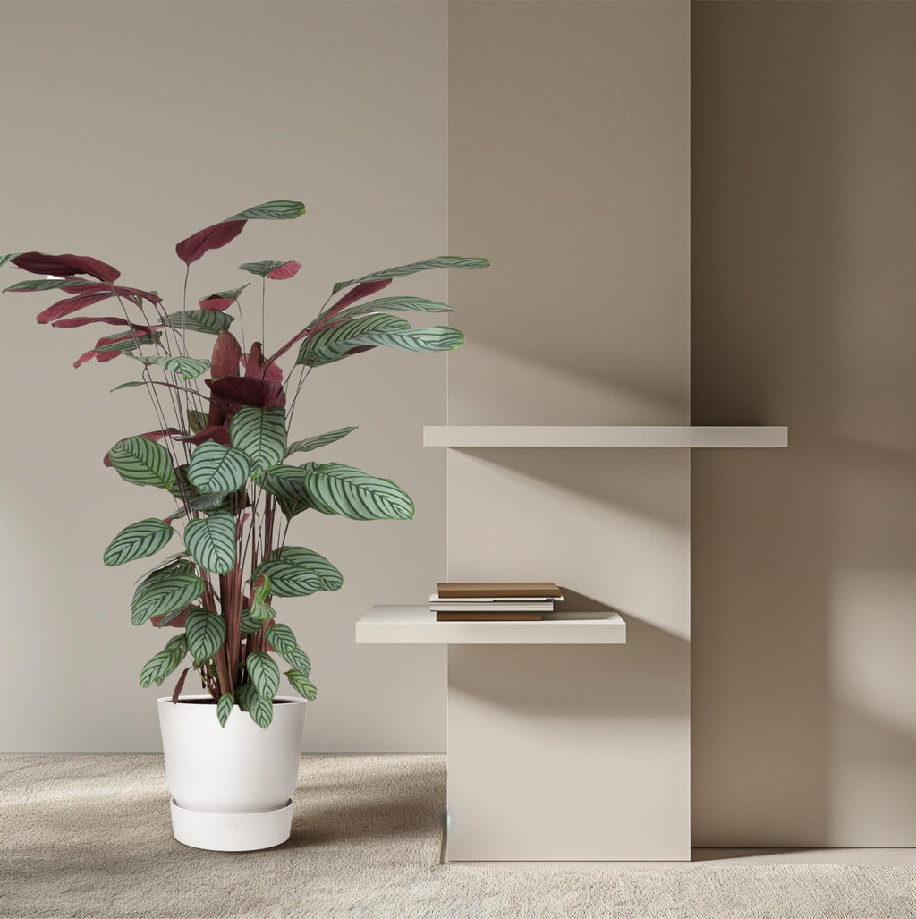 Korbmarante Calathea Oppenheimiana – Zimmerpflanze – Ø27cm ↕130cm – Exotisches Blattmuster & violette Unterseite – Pflegeleicht & luftreinigend – Plant