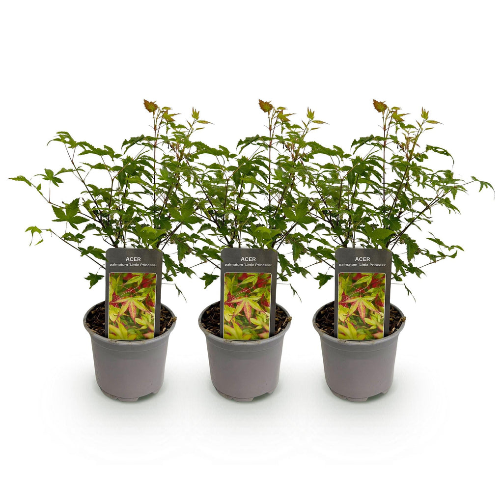 Acer palmatum Little Princess – 3 Pflanzen – 12cm – Höhe ca. 35cm – Laubabwerfender Japanischer Ahorn mit zartem Grün & intensiver Herbstfärbung