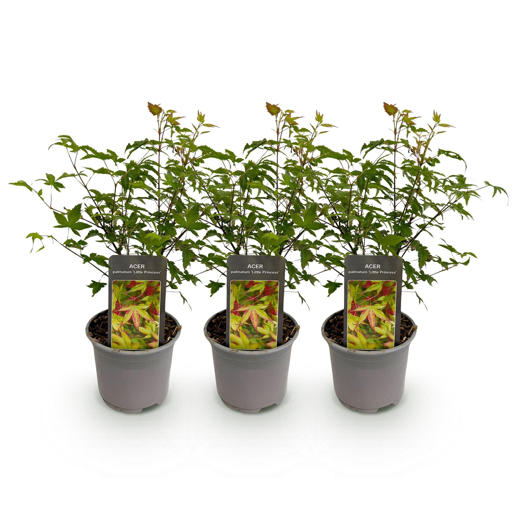 Acer palmatum Little Princess – 3 Pflanzen – 12cm – Höhe ca. 35cm – Laubabwerfender Japanischer Ahorn mit zartem Grün & intensiver Herbstfärbung