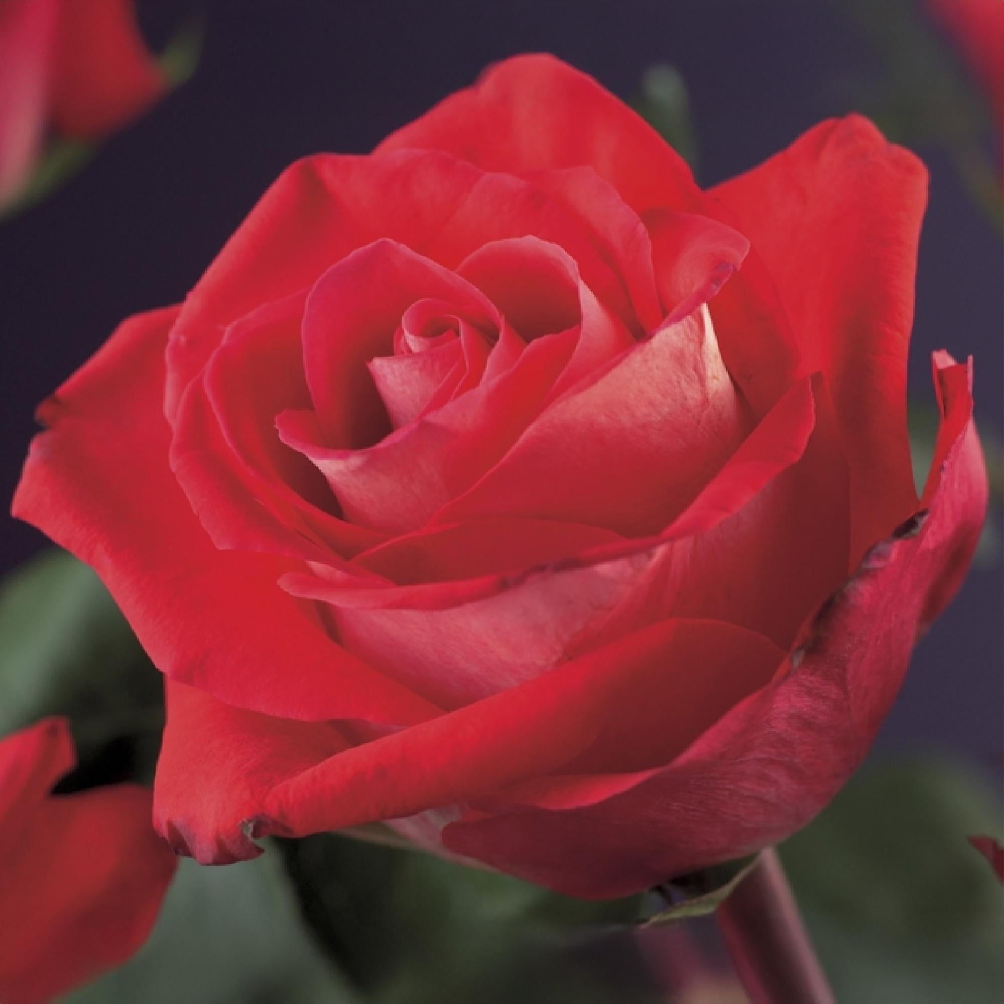 Kletterrose Rosa Red Climber – 2 Pflanzen 11cm – ca. 40cm hoch – Dunkelrote duftende Blüten – pflegeleicht – Ideal für Wände, Zäune & Pergolen – Plant