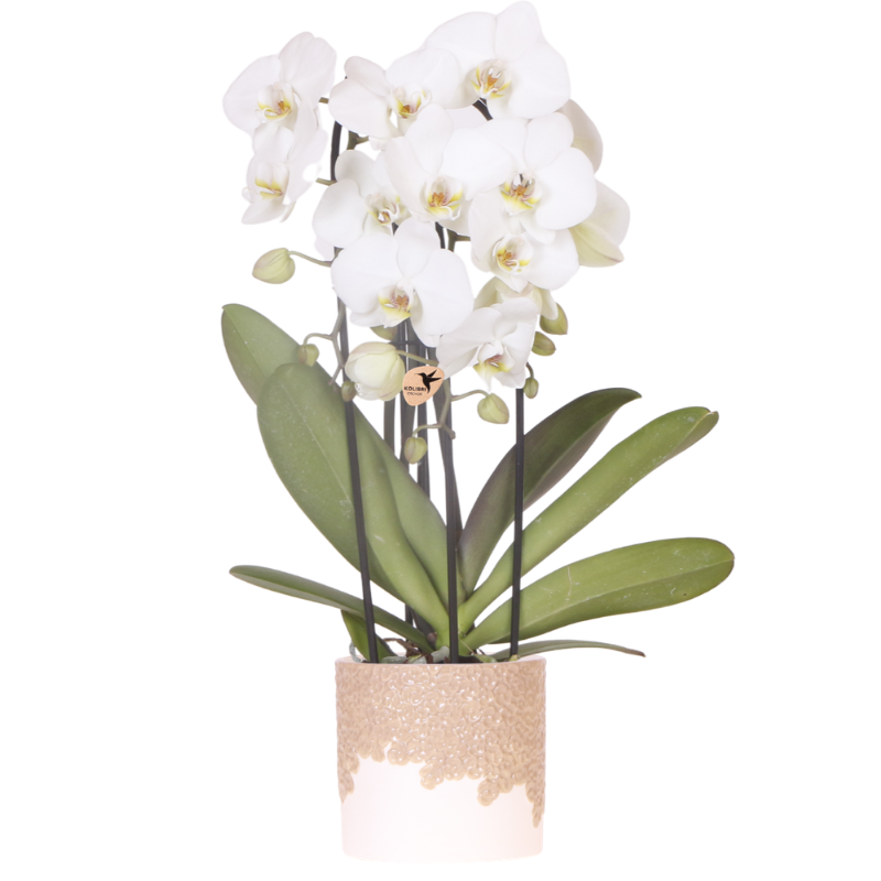Weiße Niagara Falls Orchidee im Bloom Sand Übertopf Ø12cm – blühende Zimmerpflanze frisch vom Züchter – reinweiße Blüten im sandfarbenen Relief – Topf