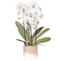 Weiße Niagara Falls Orchidee im Bloom Sand Übertopf Ø12cm – blühende Zimmerpflanze frisch vom Züchter – reinweiße Blüten im sandfarbenen Relief – Topf
