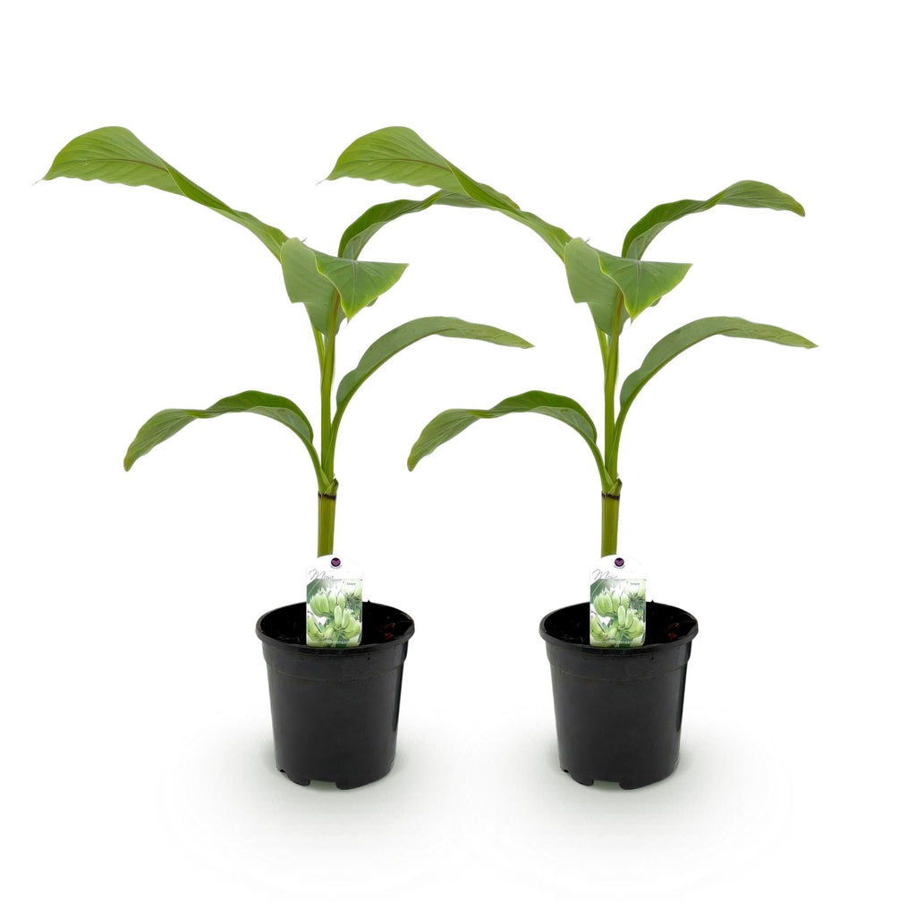 Bananenpflanze Musa Basjoo – 2 Pflanzen – Winterhart – Obstpflanze – Ø17cm – Höhe ca. 40cm – Exotische Gartenbanane für Beet, Balkon & Terrasse – Plant