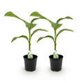 Bananenpflanze Musa Basjoo – 2 Pflanzen – Winterhart – Obstpflanze – Ø17cm – Höhe ca. 40cm – Exotische Gartenbanane für Beet, Balkon & Terrasse – Plant