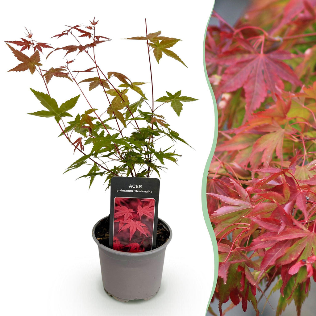 Ahorn Acer palmatum Beni – maiko – 12cm Höhe ca.35cm – Rotes Laub im Frühling & Zierschimmer – Laubabwerfend & pflegeleicht – Plant