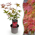 Ahorn Acer palmatum Beni – maiko – 12cm Höhe ca.35cm – Rotes Laub im Frühling & Zierschimmer – Laubabwerfend & pflegeleicht – Plant