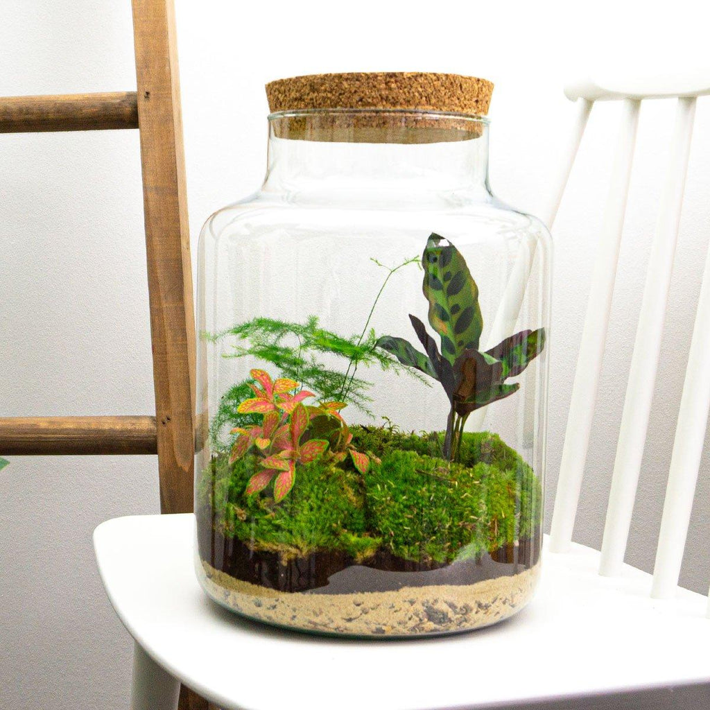 Flaschengarten Milky – DIY Bausatz Terrarium – ↕30cm – Do It Yourself Pflanzen – Set im Glas mit Korkdeckel – Autarkes Mini – Ökosystem – Plant