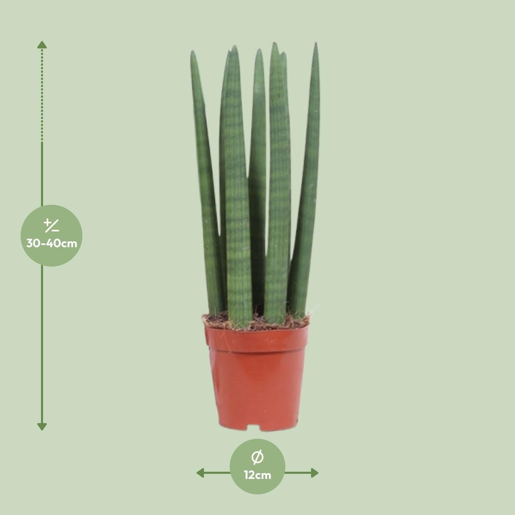 Schwiegermutterzunge – Sansevieria Straight – Zimmerpflanze – Ø12cm – Ca. 40cm hoch – Pflegeleicht & luftreinigend – Plant