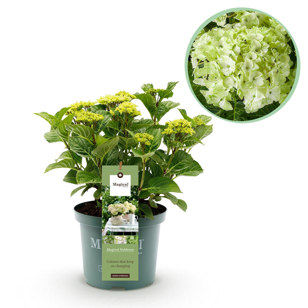 Hortensie Magical Noblesse – Hydrangea macrophylla – Weiß – Balkonpflanze – 23cm Ca. 55cm hoch – 6-10 Blüten – Für Balkon, Terrasse & Beet – Plant