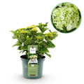 Hortensie Magical Noblesse – Hydrangea macrophylla – Weiß – Balkonpflanze – 23cm Ca. 55cm hoch – 6-10 Blüten – Für Balkon, Terrasse & Beet – Plant