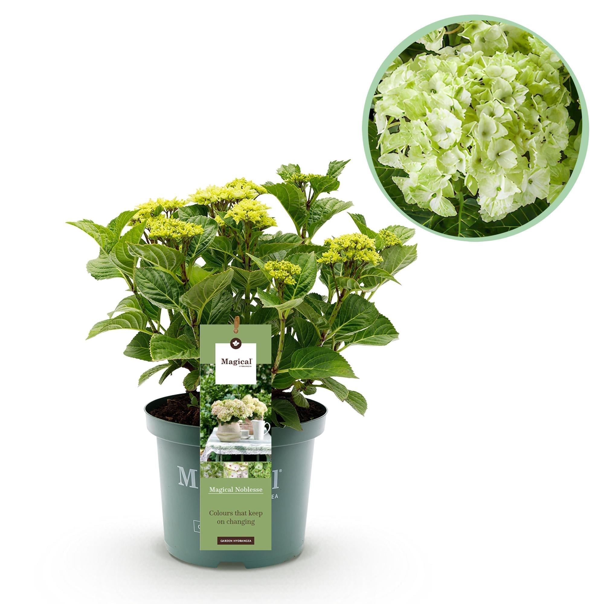 Hortensie Magical Noblesse – Hydrangea macrophylla – Weiß – Balkonpflanze – 23cm Ca. 55cm hoch – 6-10 Blüten – Für Balkon, Terrasse & Beet – Plant