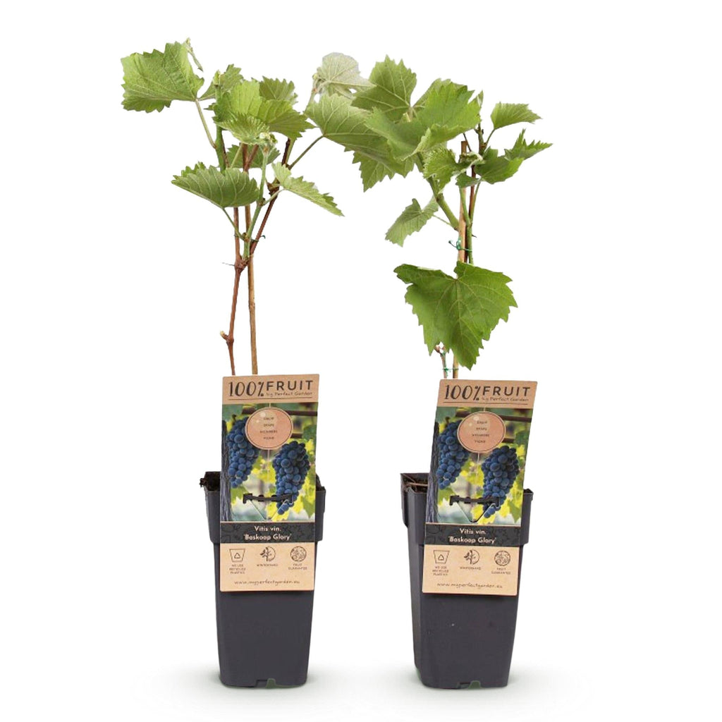 Weinrebe Vitis vinifera Boskoop Glory – Blaue Traube – 2 Pflanzen – Obstpflanze – 15cm – Höhe 50cm – Plant