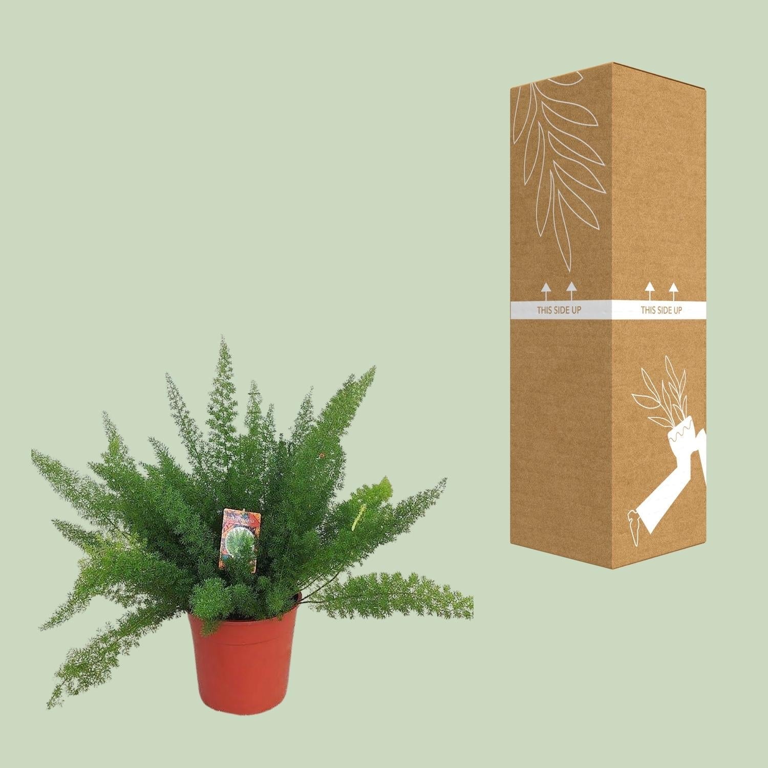 Spargelfarn – Asparagus Densiflorus 'Meyeri' – Zimmerpflanze – Luftreinigend – Ø27cm – ↕60cm – Pflegeleicht & dekorativ – Ideal für Halbschatten – Plant