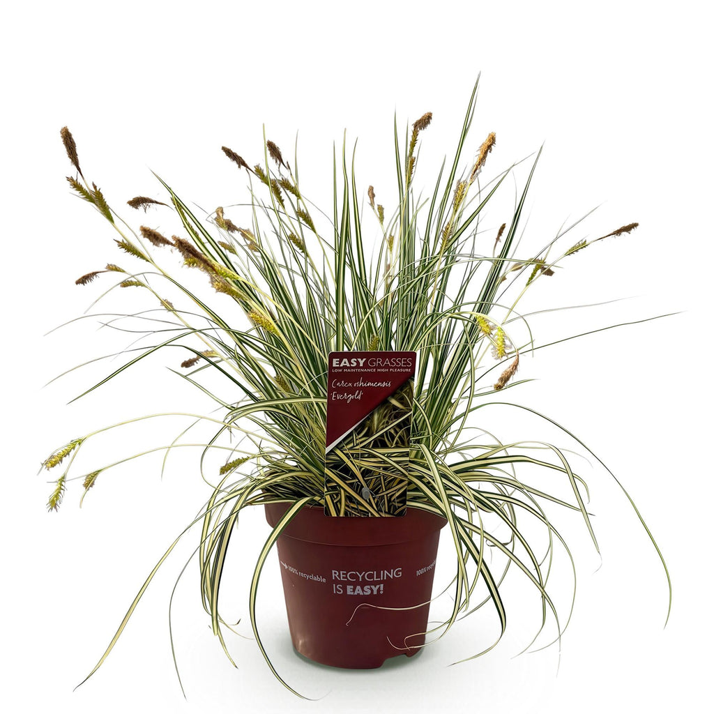 Ziergras Segge Carex oshimensis Evergold – Gelb – Grün panaschiert – Immergrün & winterhart – Höhe ca. 50cm – 17cm – Für Beet, Kübel & Balkon – Plant