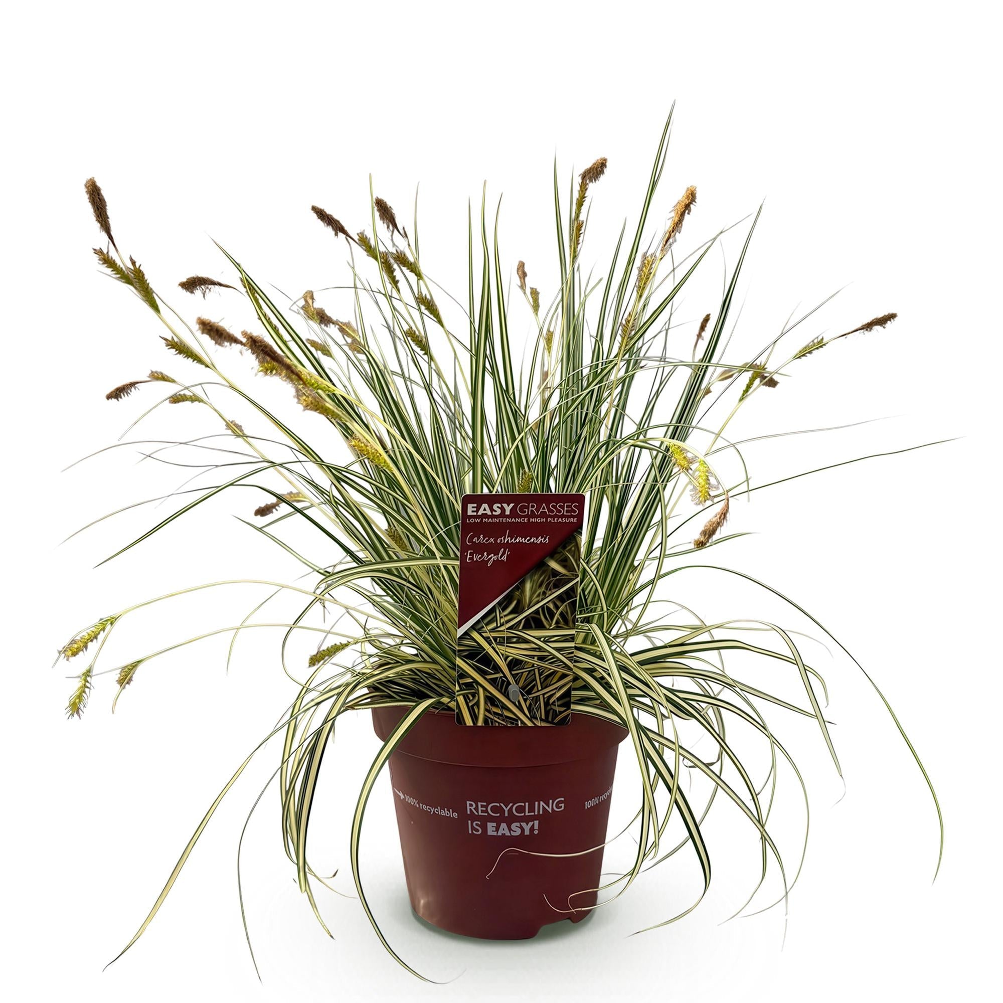 Ziergras Segge Carex oshimensis Evergold – Gelb – Grün panaschiert – Immergrün & winterhart – Höhe ca. 50cm – 17cm – Für Beet, Kübel & Balkon – Plant