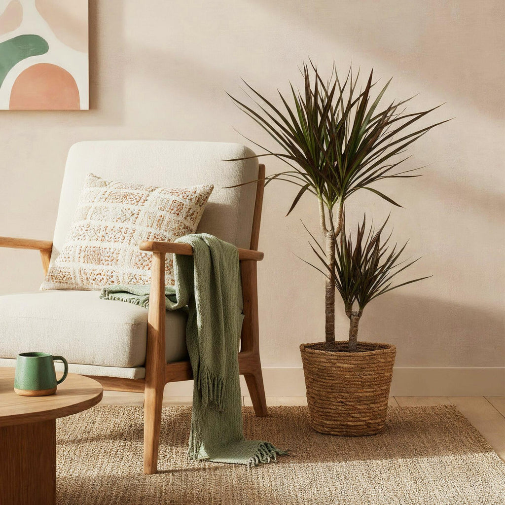 Dracaena Magenta – 90-100cm – 21cm inkl. Naturkorb – Pflegeleichter Drachenbaum – Tiefrote Stängel & grün – magenta Blattwerk – Plant