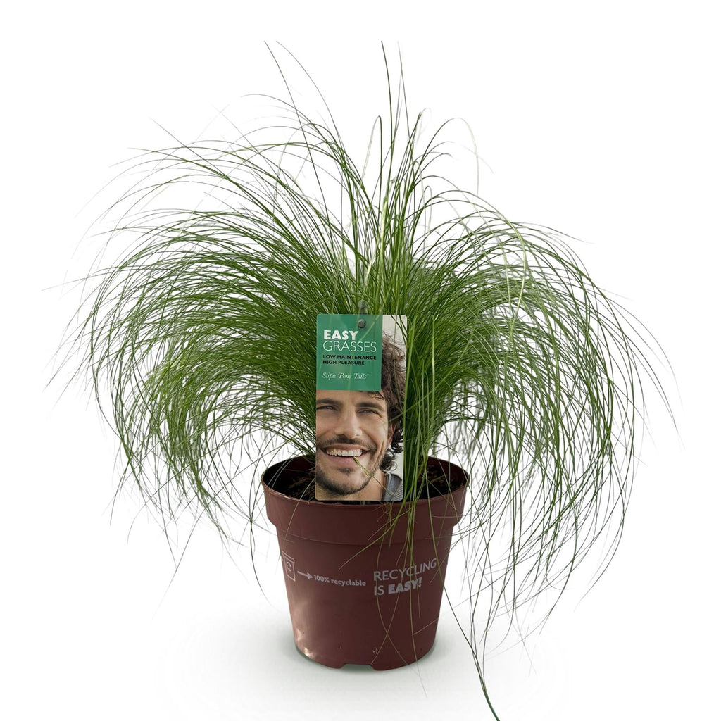 Ziergras Federgras Stipa tenuifolia Pony Tails – Immergrün & winterhart – Höhe ca. 50cm – 17cm – Luftiges Ziergras für Beet & Kübel – Plant