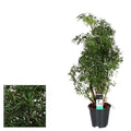 Polyscias Hawaiiana Ming – Zimmerpflanze – Ø17cm – ↕65cm Höhe – Tropisches, fein gefiedertes Laub – Pflegeleicht & dekorativ – Plant