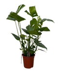 Monstera – 70cm – Zimmerpflanze mit dekorativen Blattfenstern – Pflegeleichte Grünpflanze für Wohnzimmer & Büro – Urban Jungle Pflanze im Topf – Plant