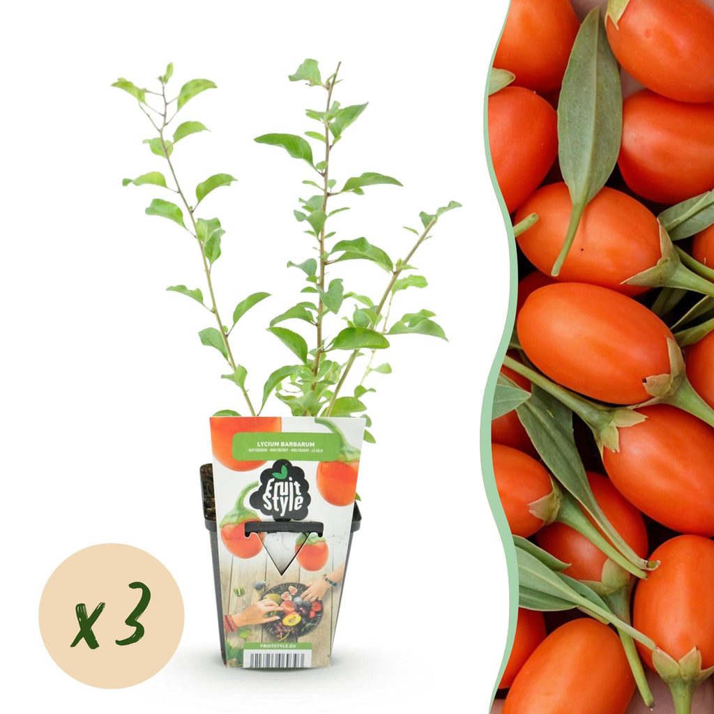 Goji – Beere Lycium barbarum winterhart Ø9cm Höhe 30cm – Rote orange Beerenpflanze für Garten Beet Balkon & Terrasse