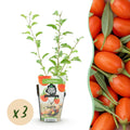 Goji – Beere Lycium barbarum winterhart Ø9cm Höhe 30cm – Rote orange Beerenpflanze für Garten Beet Balkon & Terrasse