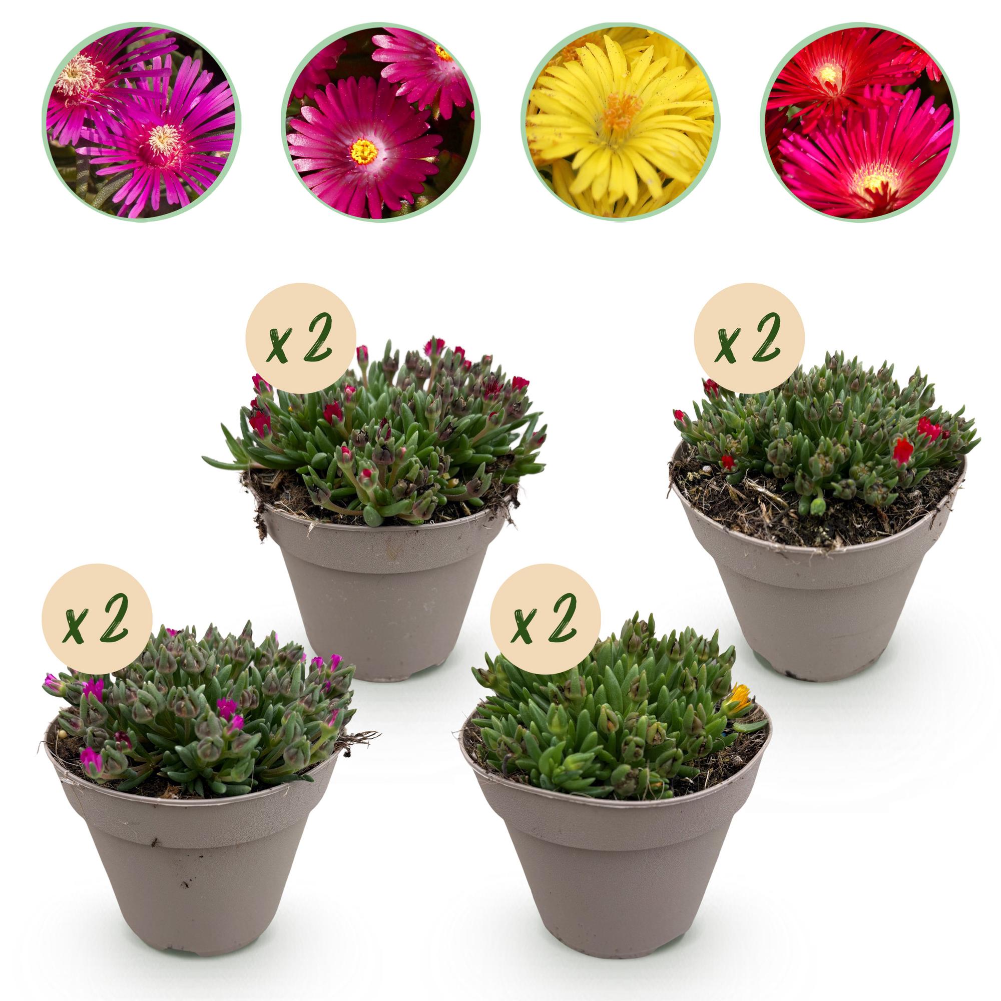 Delosperma Mix – 4 winterharte Bodendeckerpflanzen – Farben Rot, Gelb, Lila & Rosa – Pflegeleichte Blühpflanzen 14cm – 17cm Höhe – Für Beet, Balkon & Terrasse – Plant