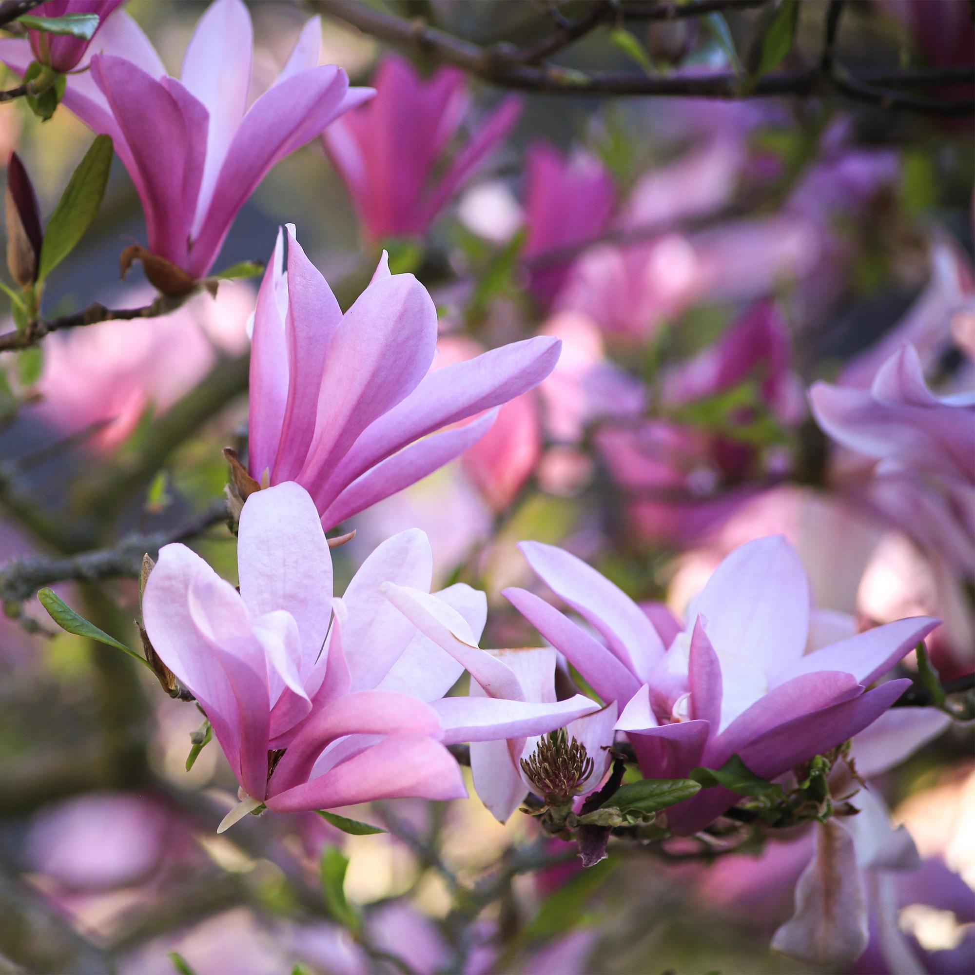 Magnolia Betty – 12cm – Höhe ca. 30cm – Rosa Blüte im Frühling – Laubabwerfender pflegeleichter Zierstrauch für Beet, Balkon & Terrasse – Plant