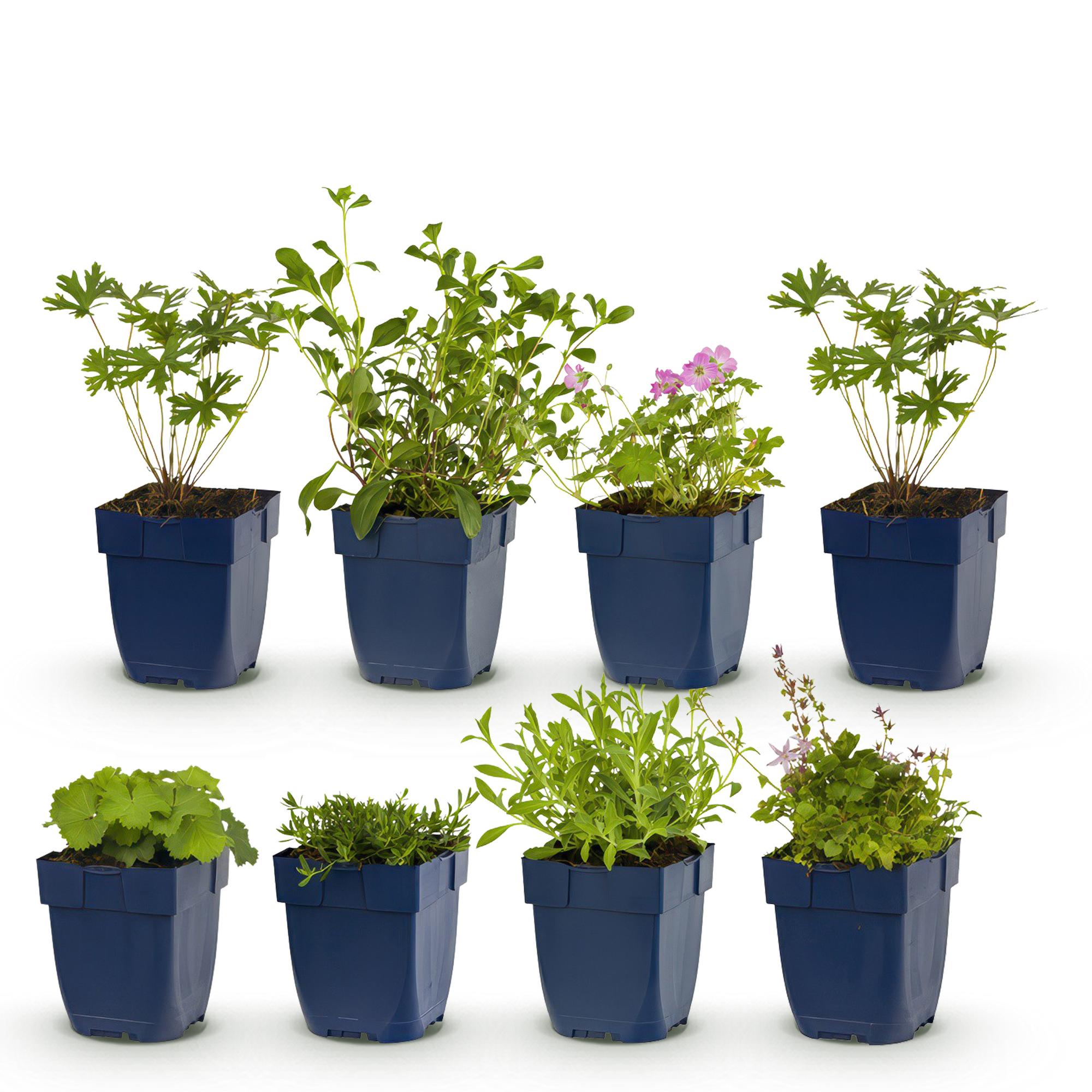 Staudenpaket – Bodendecker – 6 Stauden für 1m² – Farbige Blühstauden – Pflegeleicht – Unkrauthemmend – Für sonnige Standorte – Topf Ø11cm – Plant