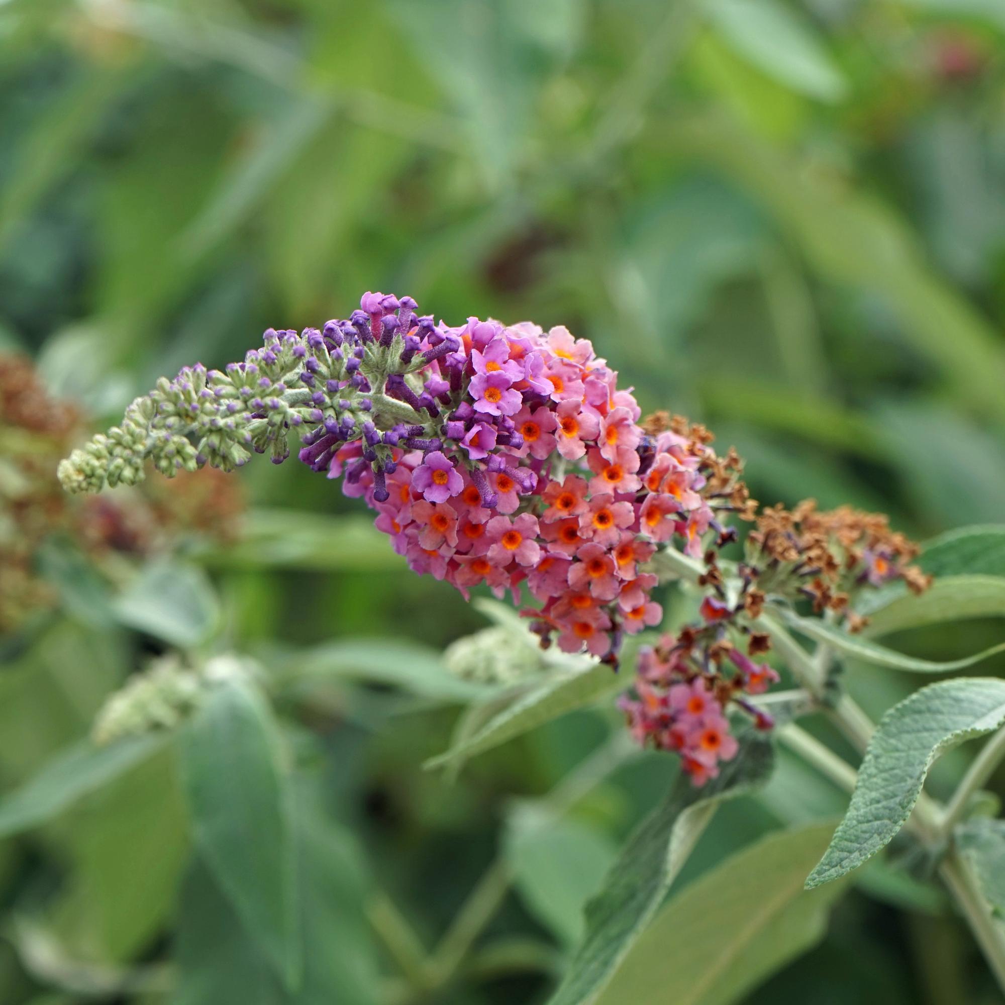 Schmetterlingsstrauch Buddleja davidii Flower Power – Lila – Rosa Blüten – 17cm x H30cm – Bis 2m – Sonnig & Pflegeleicht – Plant