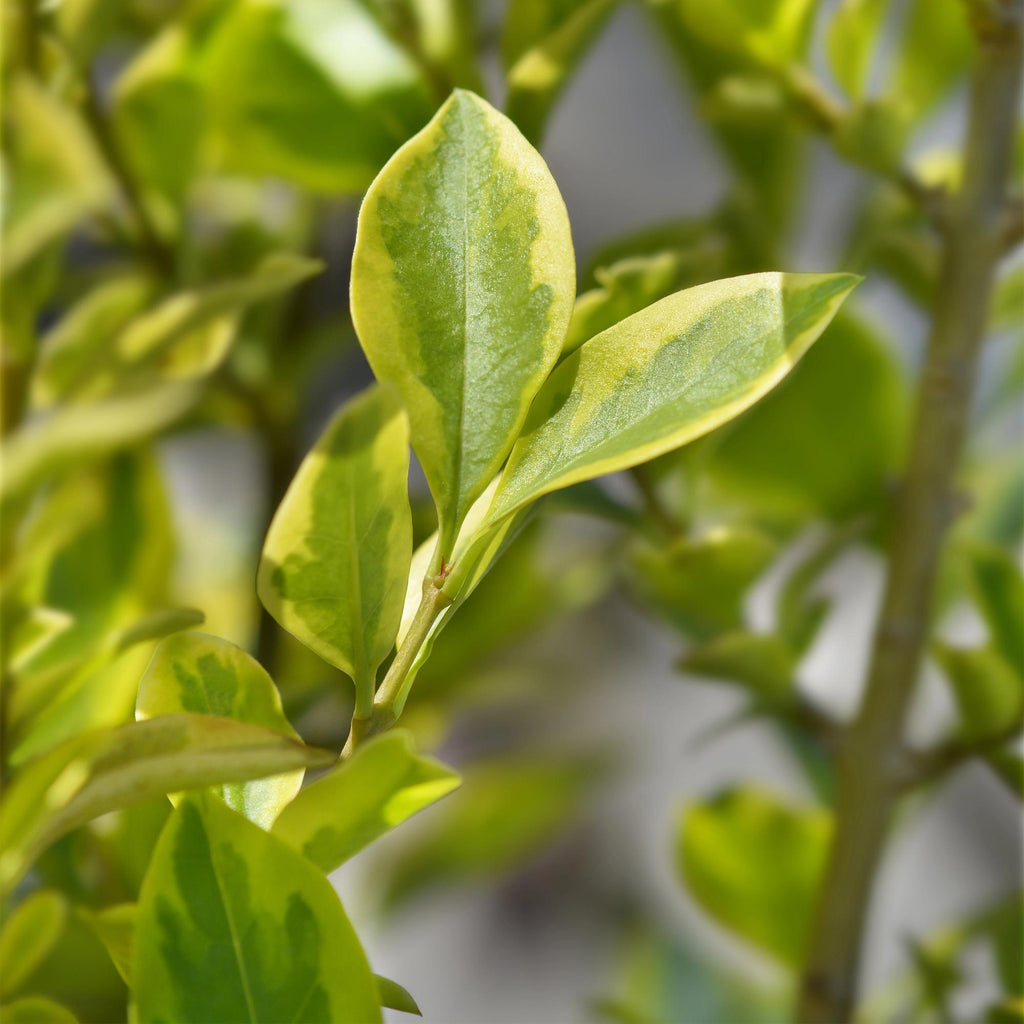 Ovalblättriger Liguster Ligustrum ovalifolium Aureum – Immergrüne Heckenpflanzen – 8 Pflanzen – 1m – 9cm Höhe 35-40cm – Gelb – Grün – Pflegeleicht – Plant