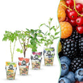 Obstpflanzen Set winterhart 4 Pflanzen Ø9cm Höhe 30cm – Rote Johannisbeere Gelbe Himbeere Schwarze Brombeere Blaubeere – Für Garten Balkon & Terrasse