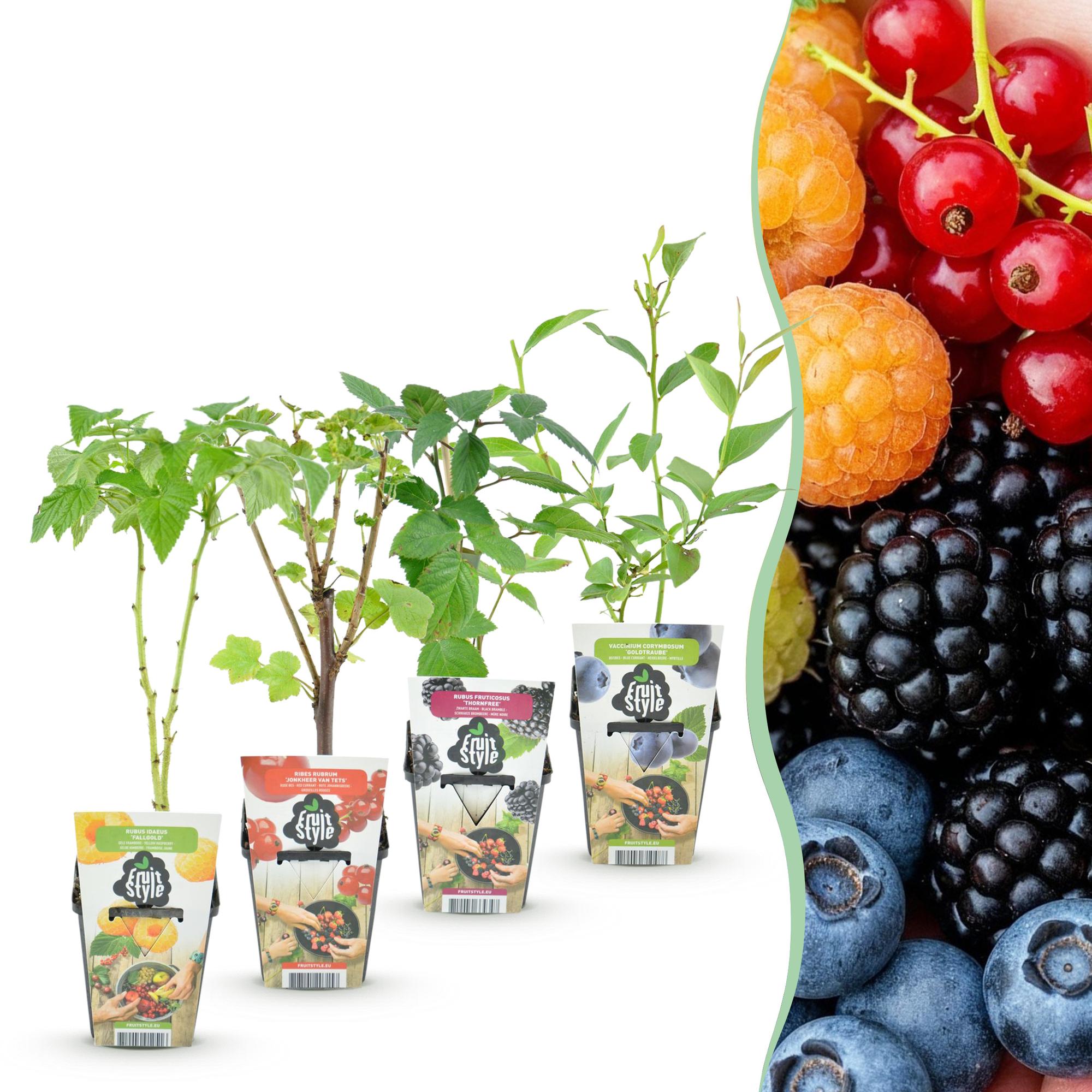 Obstpflanzen Set winterhart 4 Pflanzen Ø9cm Höhe 30cm – Rote Johannisbeere Gelbe Himbeere Schwarze Brombeere Blaubeere – Für Garten Balkon & Terrasse