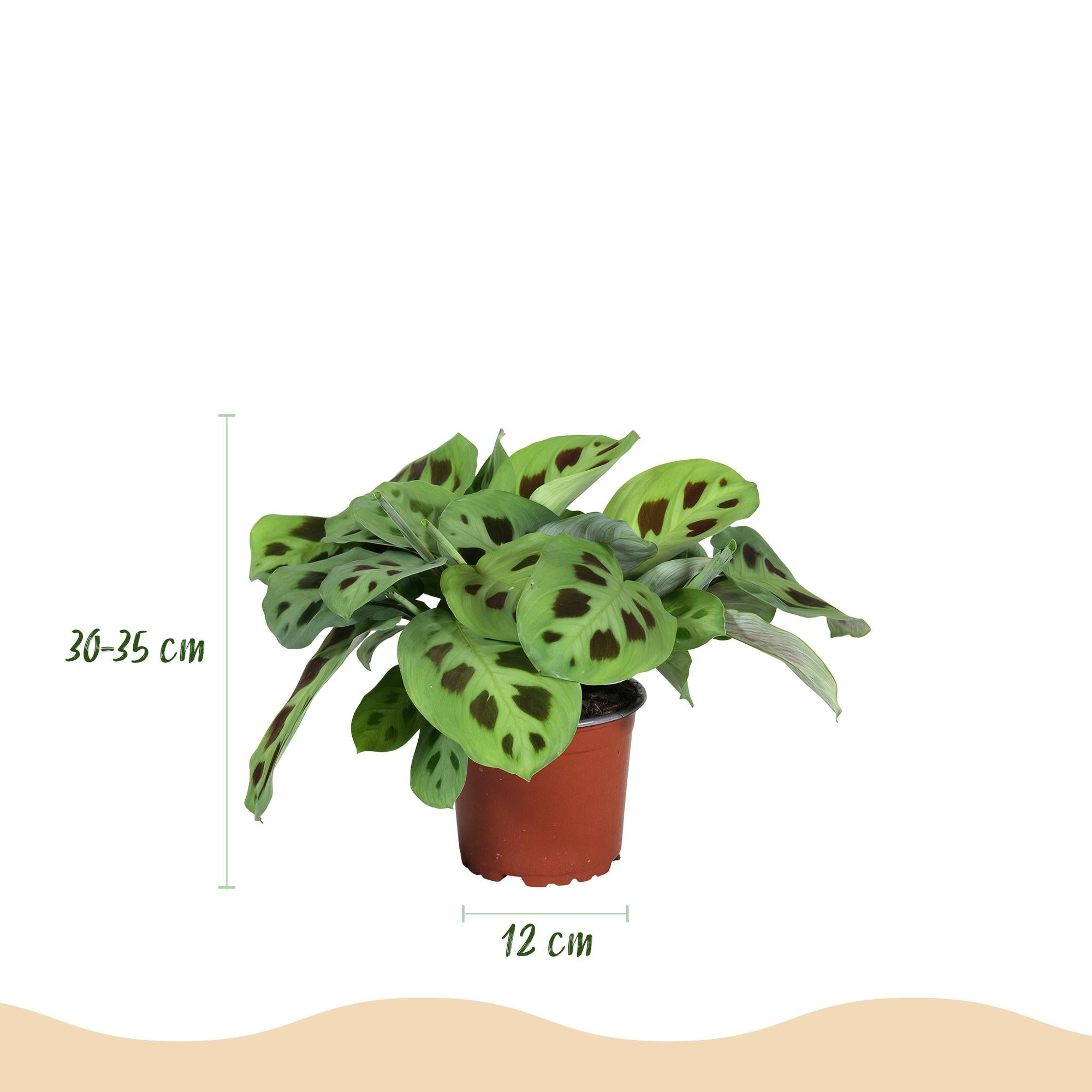 Maranta Mix Set Gebetspflanze Silverband Lemon Lime Kerchoveana Zimmerpflanze 3er Set mit grauem Topf Ø12cm Höhe 25cm Haustierfreundliche Grünpflanzen