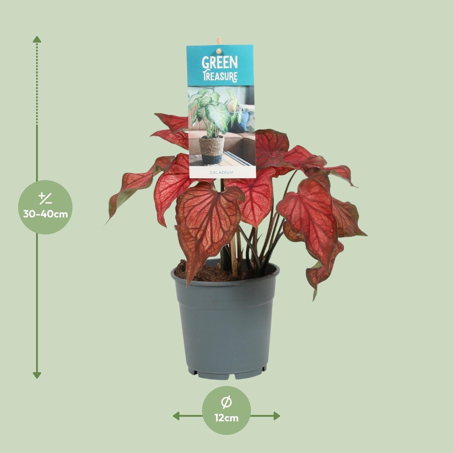 Caladium Rot – Angel Wings – Ø12cm – ↕25cm – Tropische Zimmerpflanze mit roten Blättern – Pflegeleicht & dekorativ – Für halbschattige Standorte – Plant