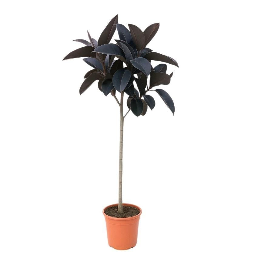 Ficus Elastica Abidjan – 130cm – Große Zimmerpflanze mit dunkelgrünem Glanzlaub – Luftreinigender Gummibaum für Zimmer & Büro – Plant