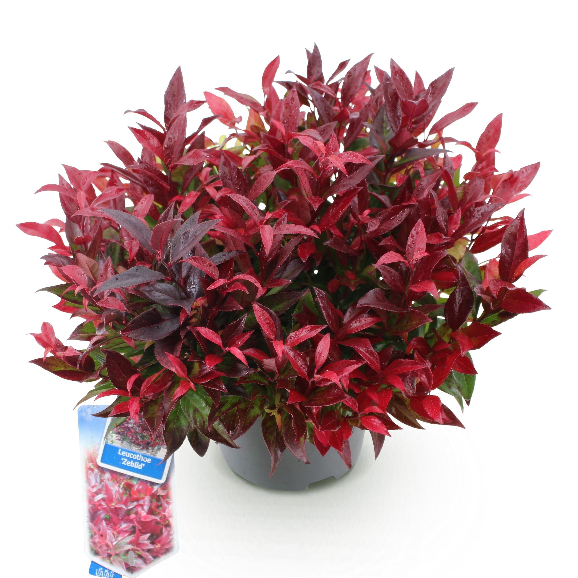 Traubenheide Leucothoe Zeblid – 17cm Höhe ca.45cm – Immergrün & farbintensiv – Rotes Laub – Pflegeleichter dekorativer Zierstrauch – Plant