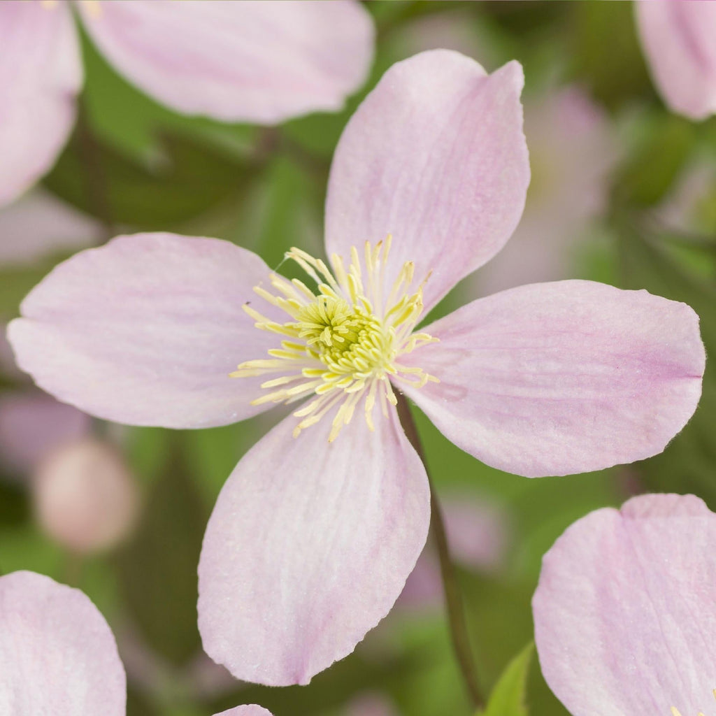 Kletterpflanze Clematis montana Rubens – Hellrosa Blüten – Frühblühend – 2 Pflanzen – 11cm x H40cm – Bis 10m – Pflegeleicht – Plant