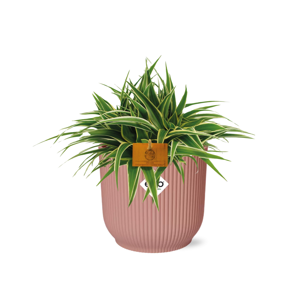 Grünlilie – Chlorophytum Ocean – ca. 15cm Höhe – Zimmerpflanze mit weißen Blattstreifen – luftreinigend & pflegeleicht – Topfgröße Ø16cm – Plant