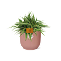 Grünlilie – Chlorophytum Ocean – ca. 15cm Höhe – Zimmerpflanze mit weißen Blattstreifen – luftreinigend & pflegeleicht – Topfgröße Ø16cm – Plant