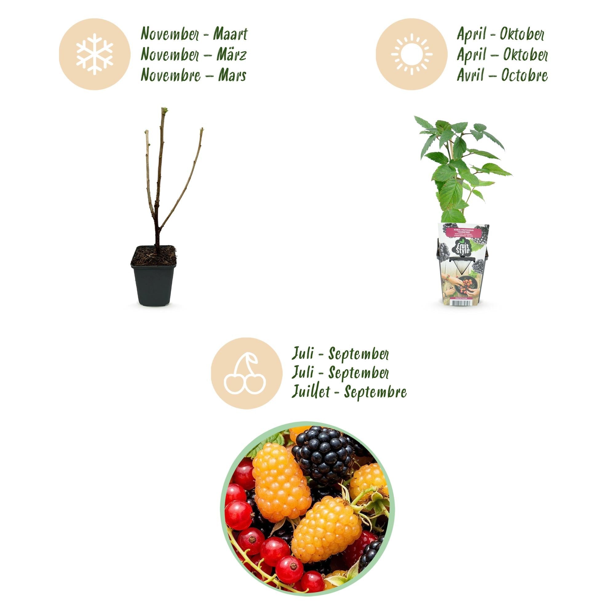 Obstpflanzen Set winterhart 6 Pflanzen Höhe 30cm Ø9cm – Rote Johannisbeere Gelbe Himbeere Schwarze Brombeere – Für Garten Beet Balkon & Terrasse