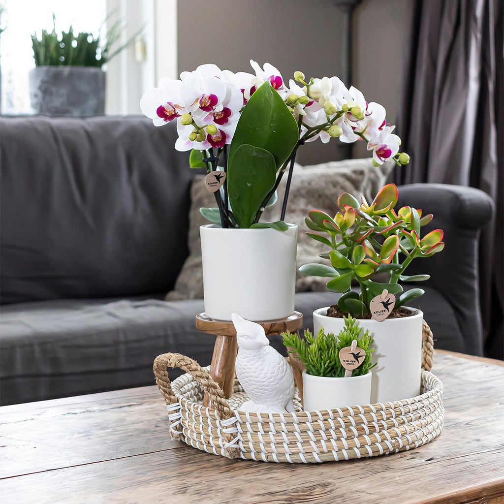 Simplicity Blumentopf Weiß – Ø9cm – Blumentopf für kleine Zimmerpflanzen, Sukkulenten & Kräuter – Plant