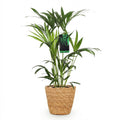 Howea Forsteriana Kentia Palme Zimmerpflanze inkl. Naturkorb
