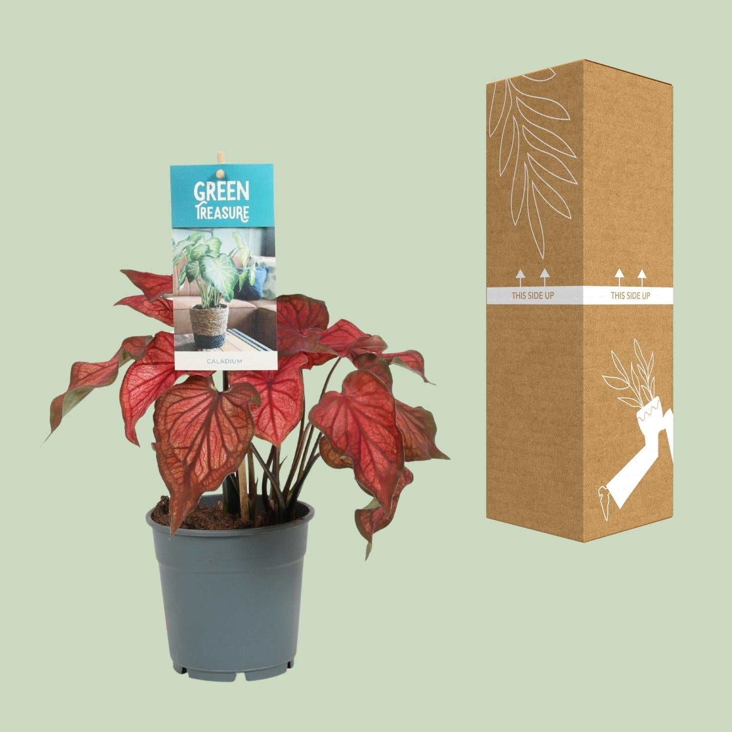 Caladium Rot – Angel Wings – Ø12cm – ↕25cm – Tropische Zimmerpflanze mit roten Blättern – Pflegeleicht & dekorativ – Für halbschattige Standorte – Plant