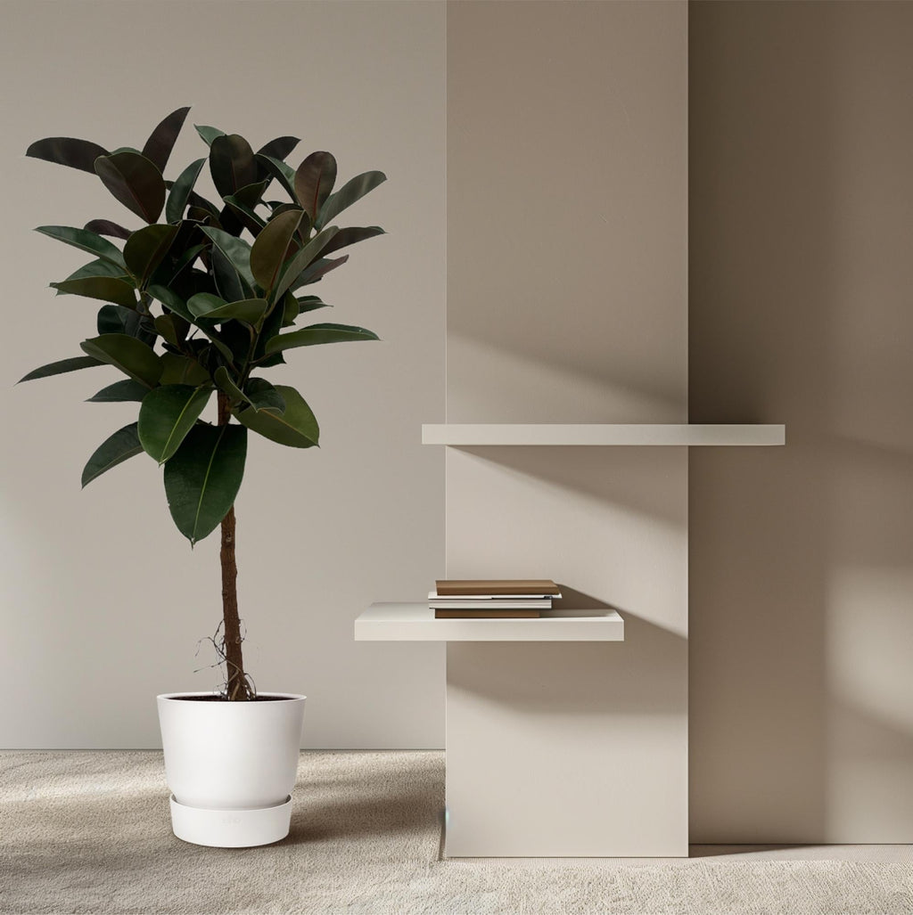 Gummibaum Ficus Elastica Robusta Stamm – Zimmerpflanze 140cm hoch – Ø27cm – Üppige, glänzende Blätter – Pflegeleicht & dekorativ – Plant