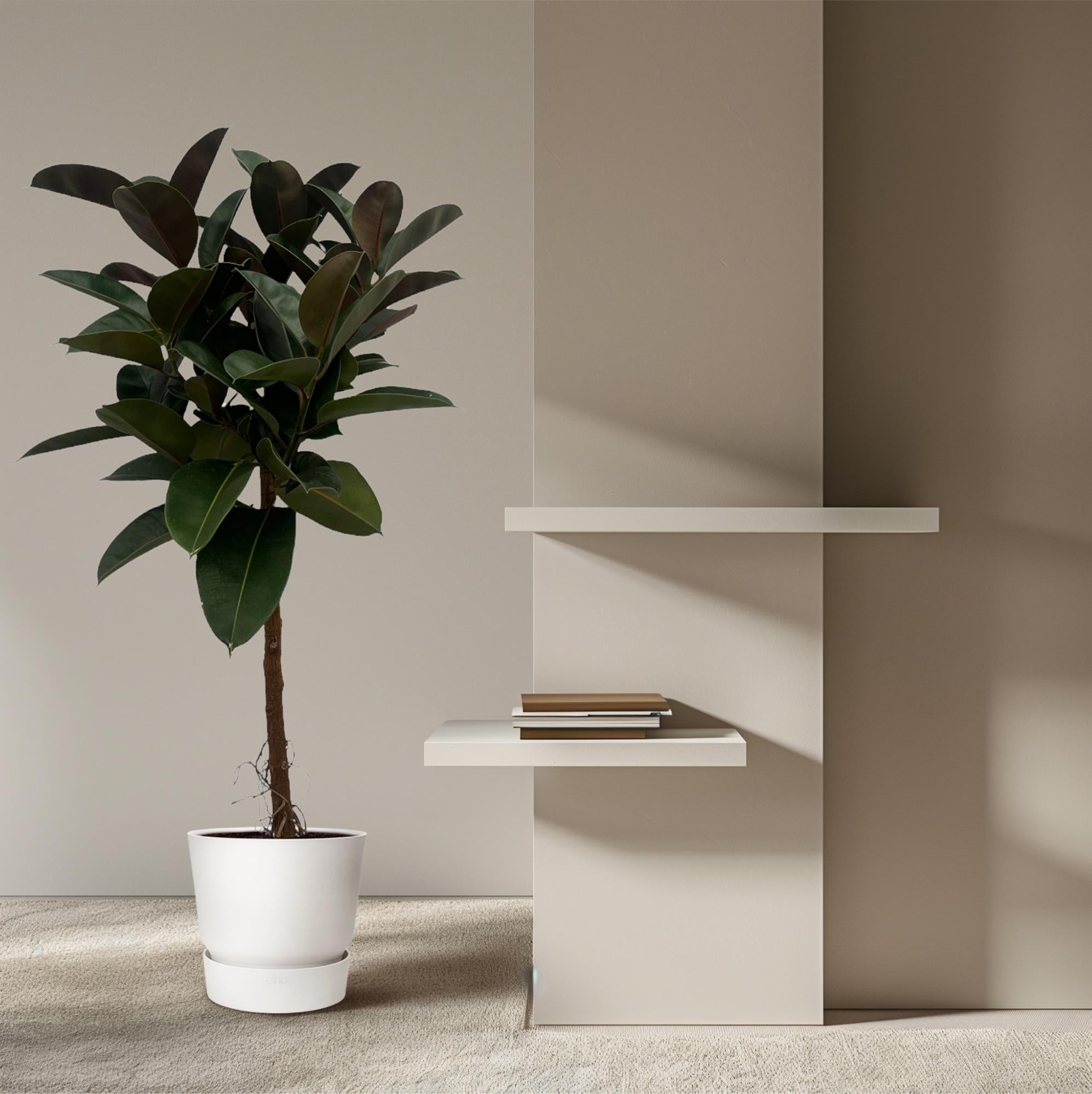 Gummibaum Ficus Elastica Robusta Stamm – Zimmerpflanze 140cm hoch – Ø27cm – Üppige, glänzende Blätter – Pflegeleicht & dekorativ – Plant