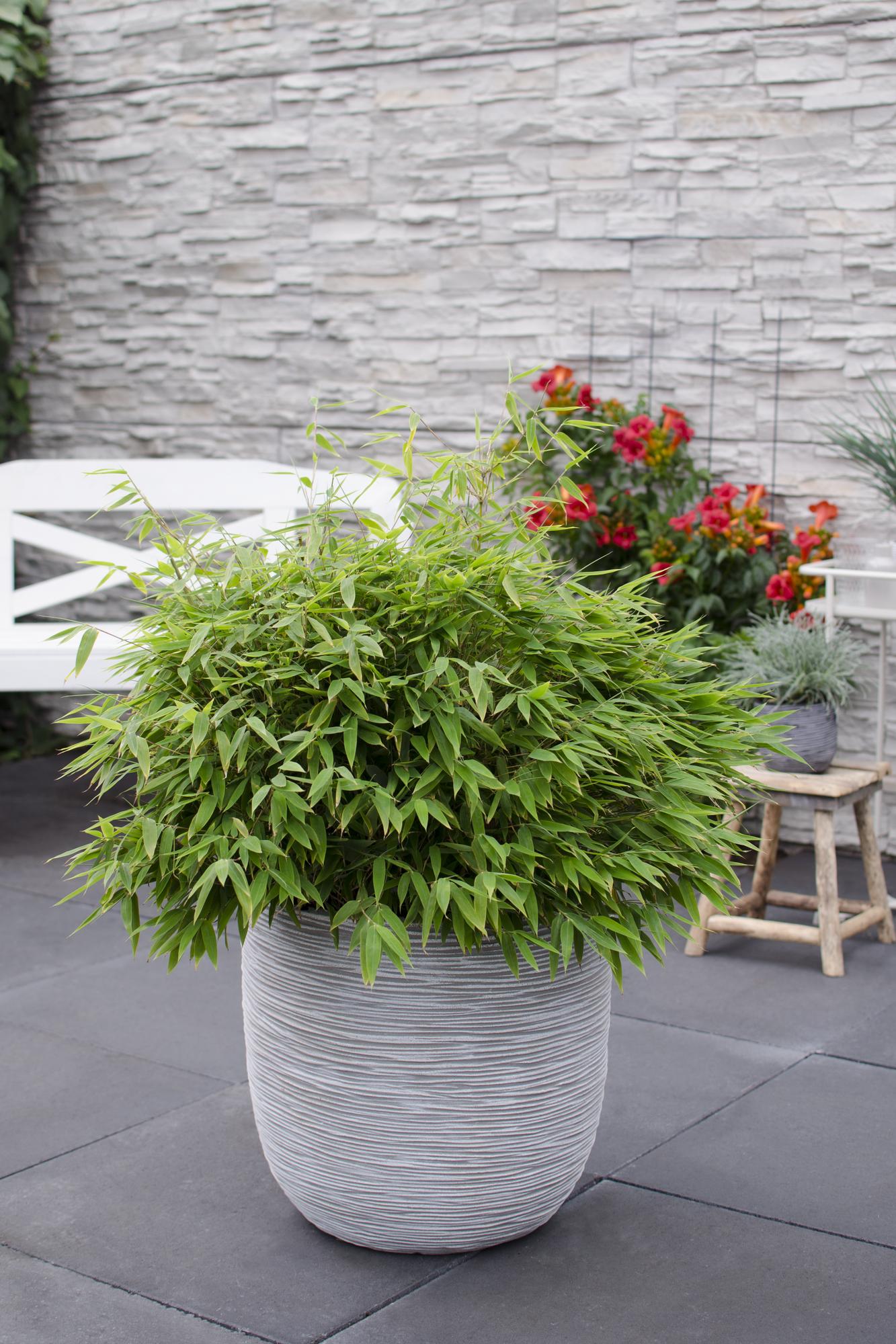 Bambus – Fargesia murieliae 'Moontears' Boobux – Ø29cm ↕70cm – Immergrüner Bambus für Hecke, Bodenbedeckung & Kübel – Winterhart & pflegeleicht – Plant