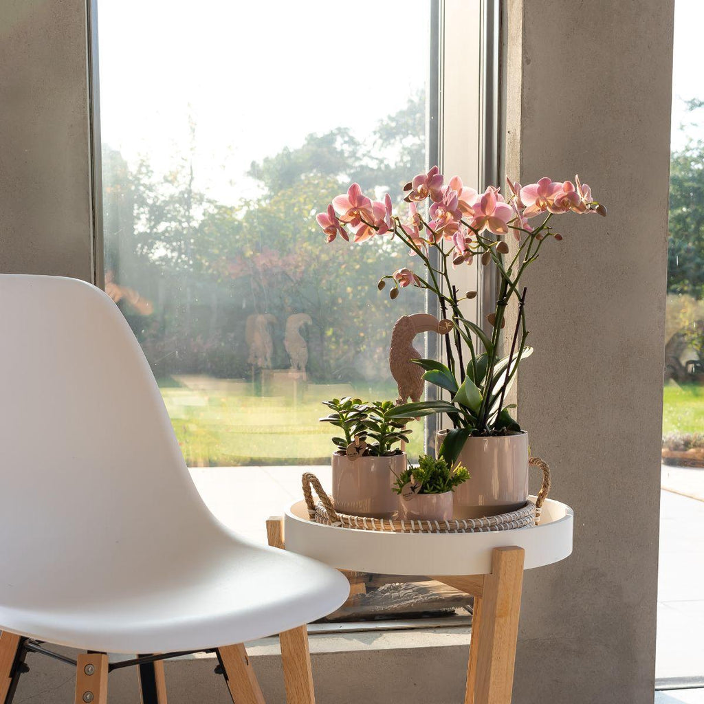 Phalaenopsis Orchidee – Treviso Altrosa – Ø9cm – Blühende Zimmerpflanze – Elegante Deko-Orchidee – Frisch vom Züchter – Plant