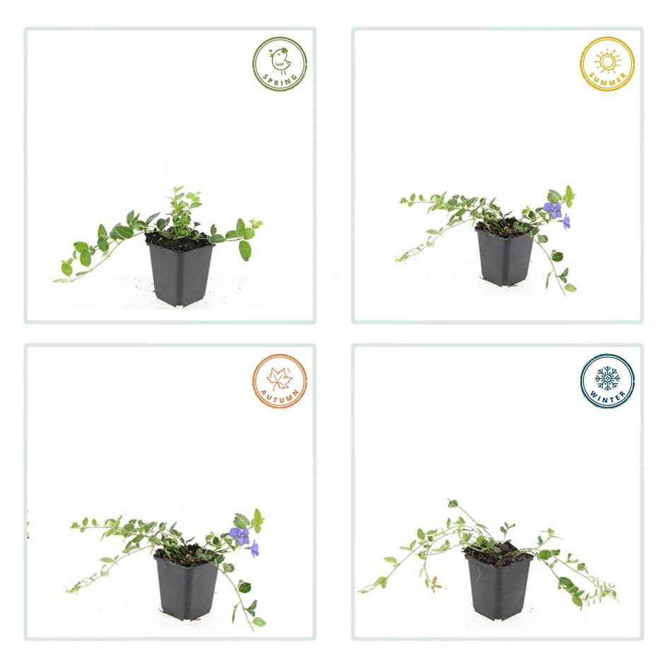 Kleinblättriges weißbuntes Immergrün Vinca minor Argenteovariegata – ↕10-25cm – Ø9cm – Bodendecker – Violette Blüten – Wintergrün – Plant