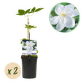 Kletterpflanze Clematis Madame Le Coultre – Cremig weiße Blüten – Wenig Pflege – 2 Pflanzen – 11cm Höhe 40cm – Für Garten, Terrasse & Pergolen – Plant