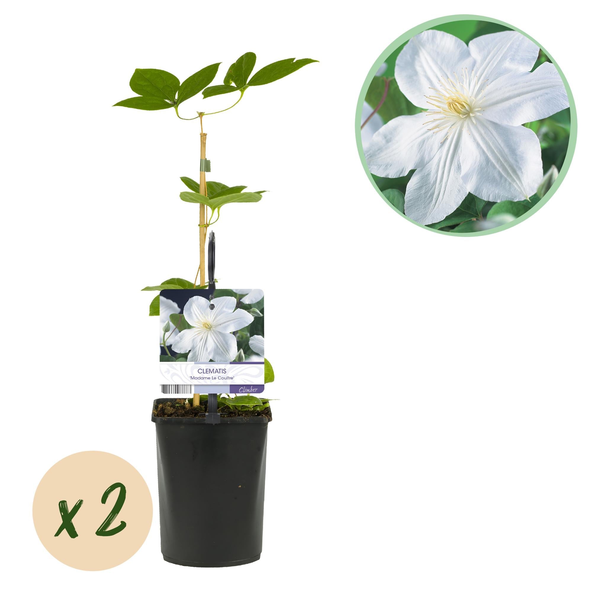 Kletterpflanze Clematis Madame Le Coultre – Cremig weiße Blüten – Wenig Pflege – 2 Pflanzen – 11cm Höhe 40cm – Für Garten, Terrasse & Pergolen – Plant